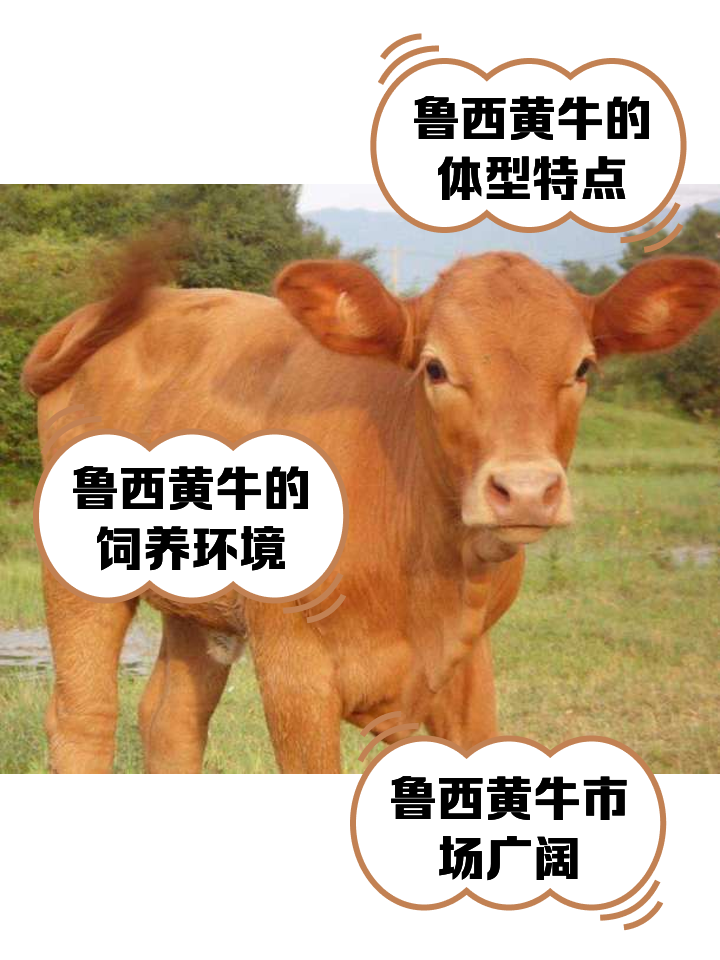 海拉尔最新医保取现黄牛方法分析(最方便真实的海拉尔医保取现黄牛怎么取方法)